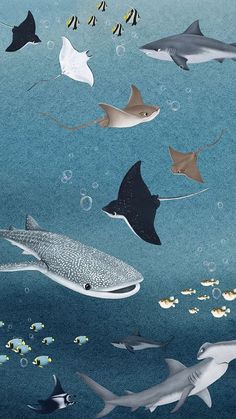 several different types of sea animals swimming in the ocean together with bubbles and fish around them