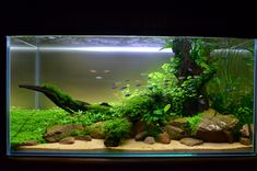 an aquarium filled with lots of green plants and rocks in front of a fish tank