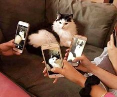 three people holding up cell phones with cats on them