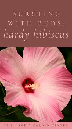 a pink flower with the words bursting with buds, hardy hibiscus