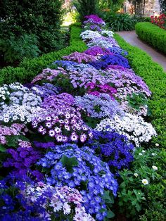 colorful flowers line the side of a garden path