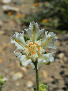 a white flower with orange stamens in the middle