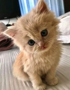 a small kitten sitting on top of a bed