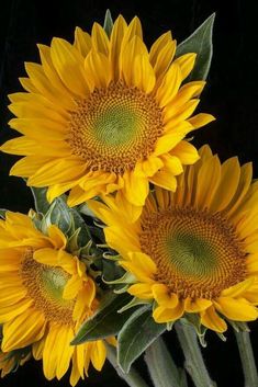 three yellow sunflowers are in a vase