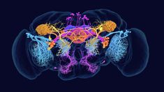 an x - ray image of the human brain showing multiple areas of nematia