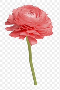 a pink flower on a white background with clipping area for text or image png