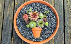 a potted plant with succulents in it