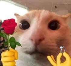 a cat is looking at the camera while holding a fake rose in its hand and wearing rubber gloves