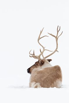 a deer laying down in the snow with antlers on its head