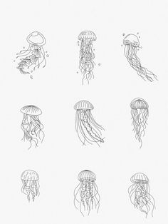 six different types of jellyfish are shown in black and white, one is drawn on paper