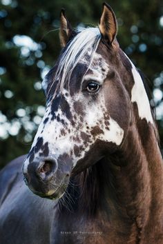 a brown and white horse standing in front of some green trees with its head turned to the side