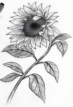 La flor del jirasol Sunflower Drawing Pencil, Sunflower Sketches, Sunflower Coloring Pages, Pencil Drawings Of Flowers, Sunflower Drawing, Flower Art Drawing, Flower Sketches, Pencil Art Drawings