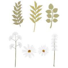 four different types of flowers on a white background