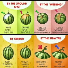 an image of watermelon in different languages