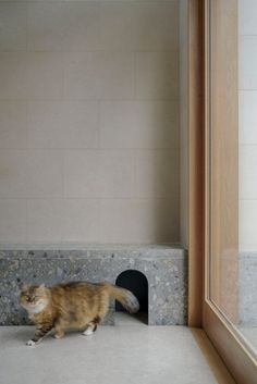 a cat is walking around in the corner of a room that has a concrete wall