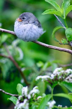 a small bird sitting on top of a tree branch