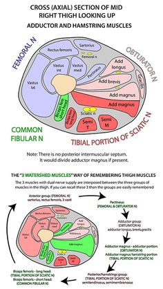 the functions of the human body and their functions in each section of the body, including the