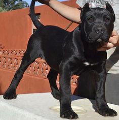 a black dog standing on top of a white table next to a person holding a leash