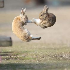 two rabbits are playing with each other in the grass and one is jumping up into the air