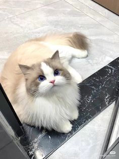 a white and brown cat sitting on top of a table