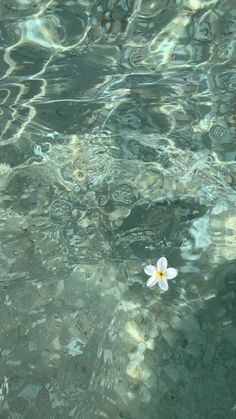 a white flower floating on top of a body of water next to rocks and trees