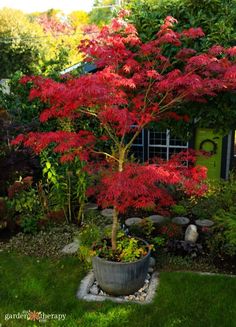 a potted tree in the middle of a garden