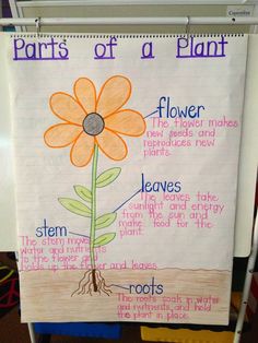 the parts of a plant on a bulletin board with flowers and roots attached to it