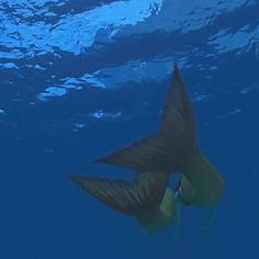 a large fish swimming in the ocean with its tail extended and it's head above water