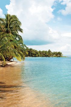 palm trees line the shore of a tropical beach