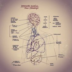 a diagram of the human body with labels on it's main parts and functions