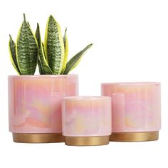 three pink vases with plants in them on a white background and gold rimmed bases