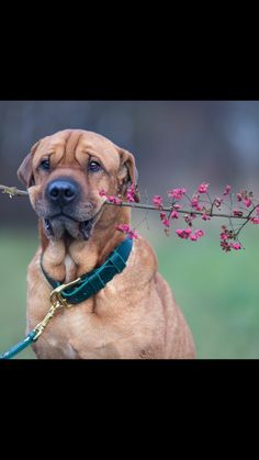 a brown dog holding a stick with pink flowers in it's mouth and looking at the camera