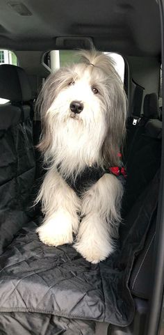 a dog sitting in the back seat of a car