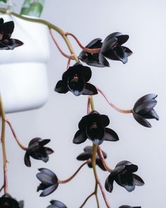 Want to add the first man-made, nearly pure-black orchid to your collection? Fredclarkeara After Dark ‘SVO Black Pearl’ requires bright, indirect sunlight in a moderate to highly humid environment. In the summer, make sure to water it well in preparation for its blooming season. 📷: somanyplants_ on IG Halloween Presentation, Witchy Garden, Like Clockwork, Goth Garden, Strange Flowers, Christmas Festivities, Gothic Garden, Black Garden, Succulent Gardening