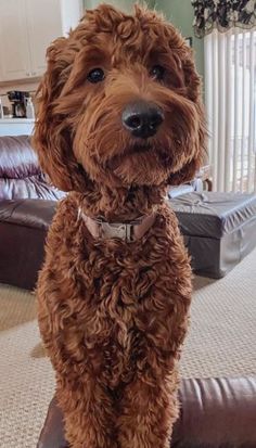 a brown dog sitting on top of a leather couch