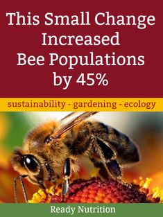 a bee on top of a flower with the words new study suggests glyphosate can kill bees by daming their microhomes