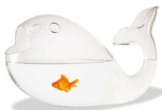 a goldfish in a fish bowl on a white background