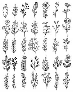 the different types of flowers and plants drawn by hand