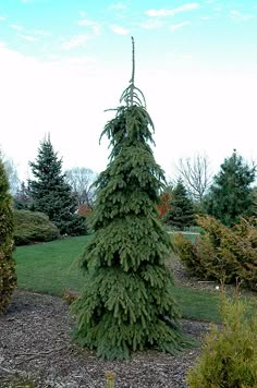 a very tall pine tree sitting in the middle of a park next to some bushes