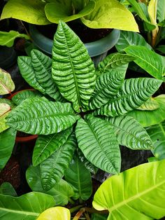 a green plant with large leaves in a pot on the ground next to other plants