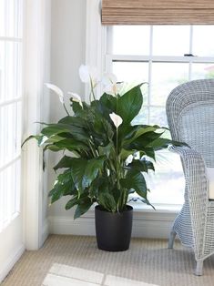 a large potted plant sitting in front of a window next to a wicker chair