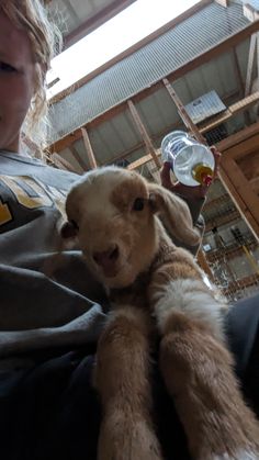 cute baby goat Cute Goat Pictures, Dopamine Boosters, Baby Goat Pictures, Goat Picture, Pet Goat, Country Vibe, Baby Goat, Cute Goats