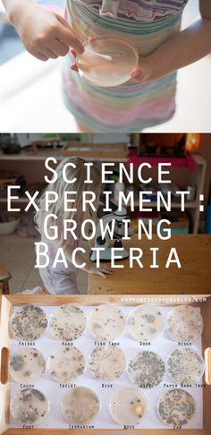 the science experiment growing bacteria is an easy way to teach kids how to grow plants