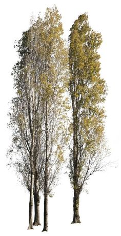 two tall trees with yellow leaves on them