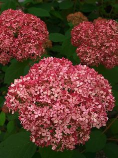 pink flowers with green leaves in the background