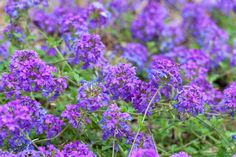 purple flowers are blooming in the grass