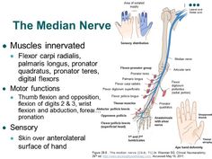 AccessPhysiotherapy - Brachial Plexus and Peripheral Nerves Physical Therapy School, Therapy Notes, Peripheral Nerve, Muscle Anatomy