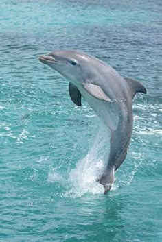 a dolphin is jumping out of the water