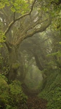 a path in the middle of a forest with trees on both sides and foggy skies overhead