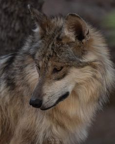 an adult wolf standing next to a tree